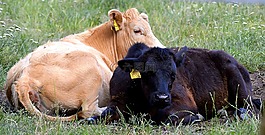 牛肉,小牛,年輕