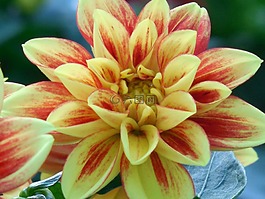 盛開(kāi),大麗花,夏天