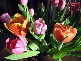 郁金香,鲜花,植物