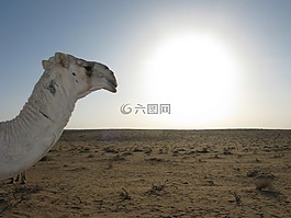 沙特阿拉伯,沙漠,駱駝