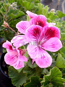 紫色花,天竺葵,鮮花