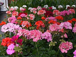 鮮花,溫室,花園