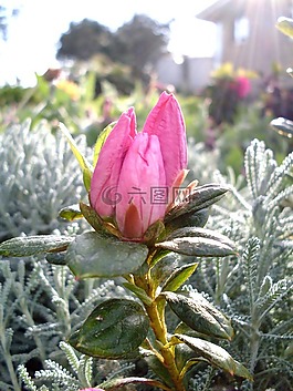 紫色花,杜鵑花芽,芽