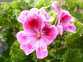 紫色花,天竺葵,鮮花