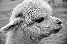 羊駝,動物,性質(zhì)