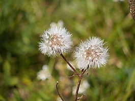 seedhead,花,野花