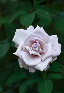 玫瑰,鲜花,秋天的玫瑰