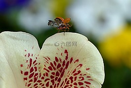 廠,開花,杜鵑