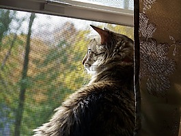 貓,動物,貓的
