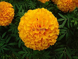 花,黃色,廠