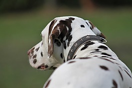 狗,dalmatians,動物