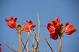 鮮花,紅色,開(kāi)花