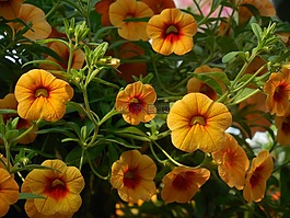 鮮花,溫室,花園
