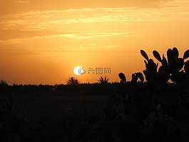 日落,仙人掌,影子