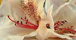 廠,開花,杜鵑