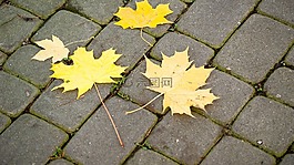 葉子,黃色,秋