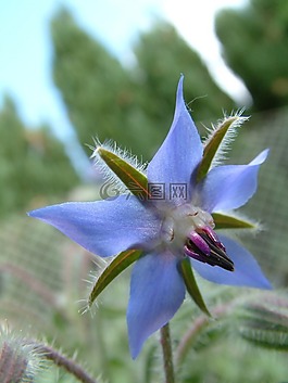 花,蓝色,琉璃苣