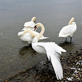 群,湖,天鵝
