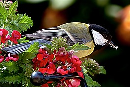 動物,鳥,山雀