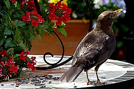 動物,鳥,黑鳥