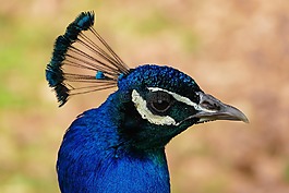 孔雀,鳥,羽毛