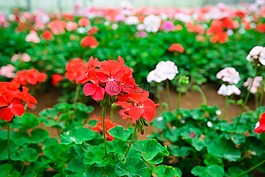花,花園,粉紅色的花