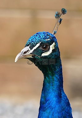 孔雀,鳥,羽毛
