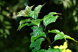 葉,綠色,bougeinville
