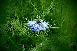 藍(lán)花,性質(zhì),宏