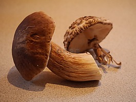 牛肝菌,蘑菇,真菌