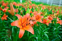 花,花園,粉紅色的花