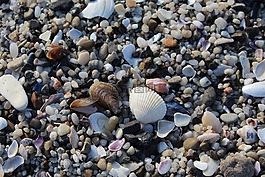 沙,貝殼,海灘