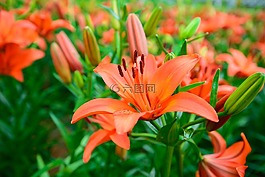花,花園,粉紅色的花