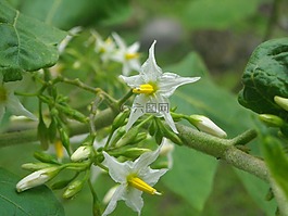 鮮花,茄子,白色