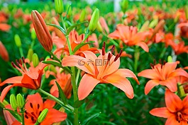 花,花園,粉紅色的花