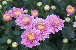 花蕾,菊花,雛菊