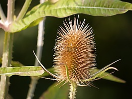 teasel,seedhead,花