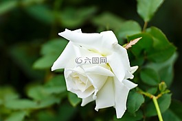 玫瑰,鲜花,秋天的玫瑰