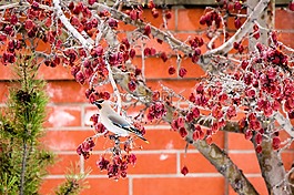 鳥,蟹蘋果,樹
