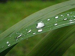 葉,綠色,粒子