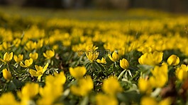 winterling,鮮花,黃色