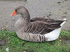 灰鵝,鳥,水禽