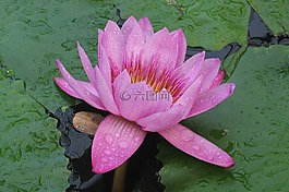 水中百合,蓮,花卉
