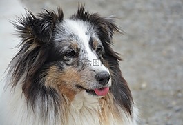 狗,设得兰群岛牧羊犬,蓝梅尔