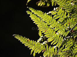 蕨菜,葉子,葉