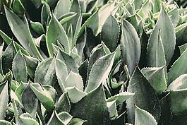 植物,仙人掌,植物学