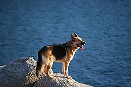 狗,海,巖