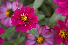 百日草,花,紅色