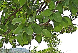 madhuca阿里,mahwa,馬華
