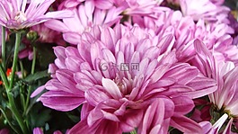 紫色,花,花的